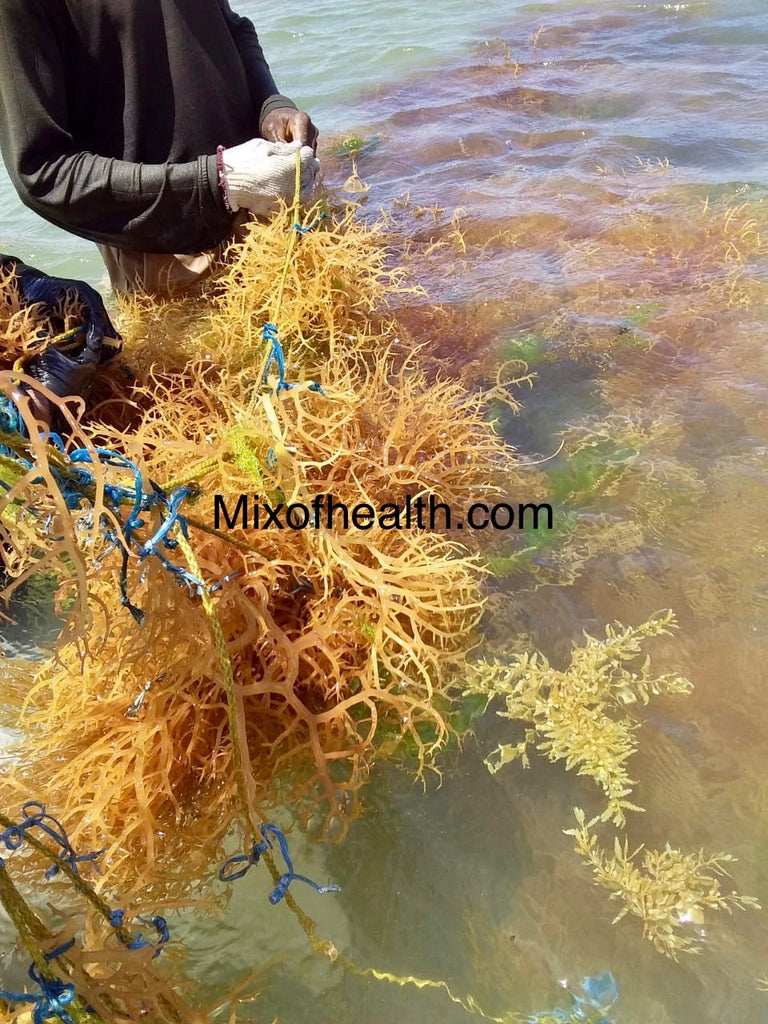 The Best Sea Moss For You
